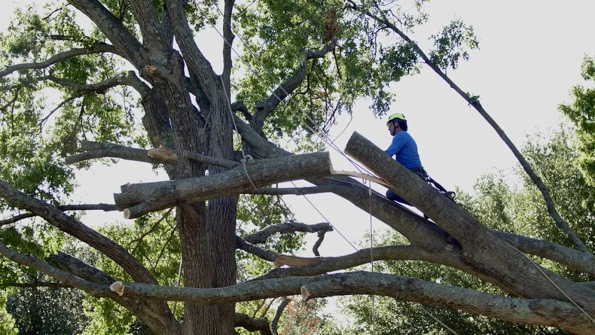 Professional Hazardous Tree Removal performed by certified arborists in Ryan